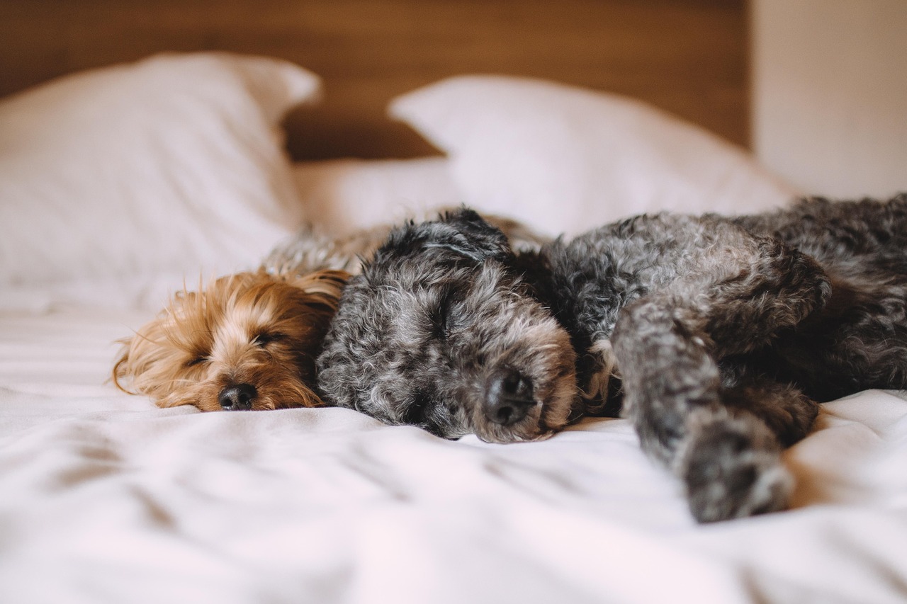 Des chiens allongés sur un lit