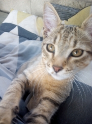 Vincent